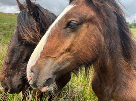 2 Year Old Cob x Irish Draught Colt