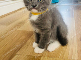 1 left beautifull kittens. Readynow :) looking forever homes