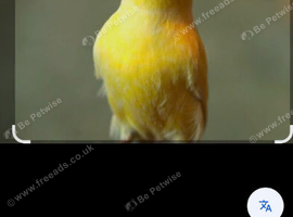 1 German roller 2026 runglooks like hen not sure