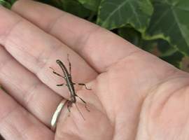 Sungaya Expectata (sunny stick insects)