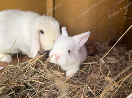 Mum and daughter Mini lop duo