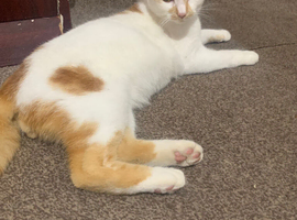 female 2 years old