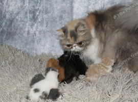 Beautiful Persian kittens