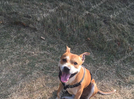 Loving staffy boy