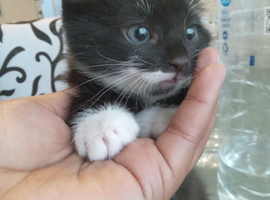 Adorable Kitten Ready for a Loving Home !