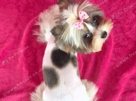 Beautiful Tiny Biewer Princess - 10 Months
