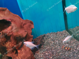 Various tropical fishes
