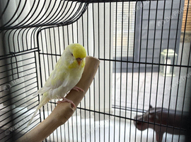 Regime for young female budgie