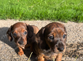 Dachshund puppies for sale