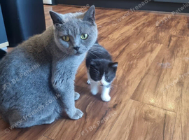 Adorable British Shorthair Cross Kittens