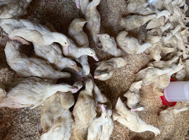 6wk old female ducklings