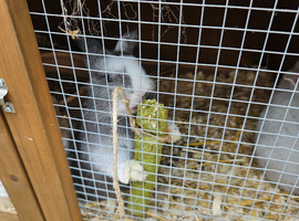Mini lop x dutch