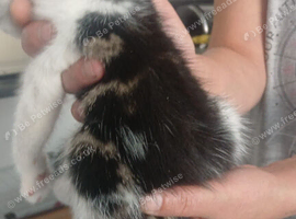 Kitten