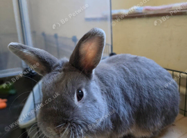 Female Mini Lop x Netherland Dwarf