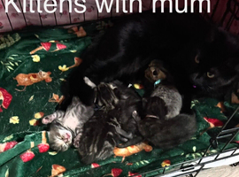 4 beautiful kittens for sale