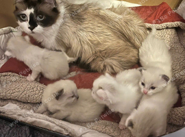 Beautiful Ragdolls-Vac/wormed-2 boys-3 girls. Playful-friendly
