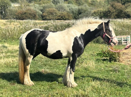 Beautiful 5-Year-Old Welsh Cob Mare