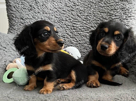 Longhair Miniature Dachshund