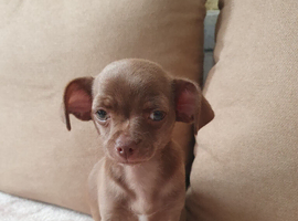 chihuahua