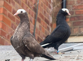 Young Mookee Pigeon