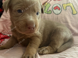 Kc registered labradors