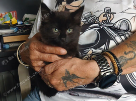 Kitten needing forever loving home