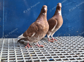 Red Mulman pair