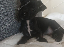 Jack Russell boy