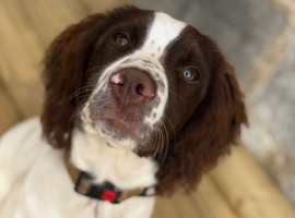 One year old English Springer Spaniel