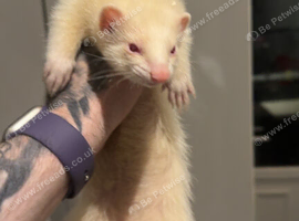 Jill albino ferret