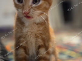 Ginger kitten