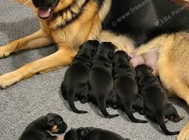 Liana puppies are HEREEE