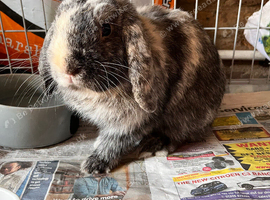 Mini lop male