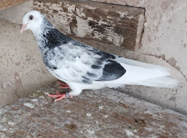 Roller pigeon for sale