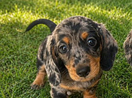 Stunning dachshund puppy