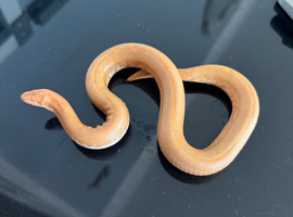 Male albino sand boa