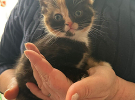 Burmese cross kittens