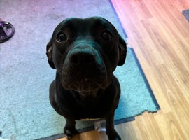 Female black Labrador cross
