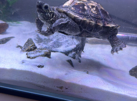 For sale two turtles and full setup