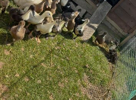 4 week old ducklings