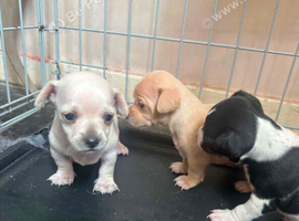 Beautiful Smooth Coat Chihuahua Puppies Available in Doncaster,