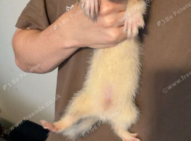 3 ferrets for sale