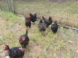 Burford brown ex commercial hens