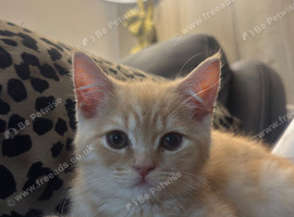 Male British longhair Kitten