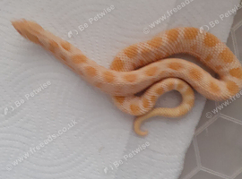 Male hognose