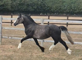 Penycrug Flash Tango