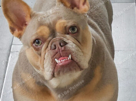 French bulldog