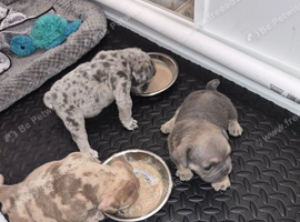French bulldog x English bulldog