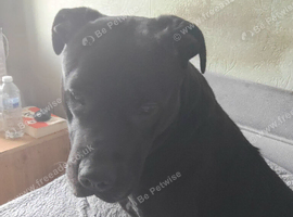 Cane corso 4 year old