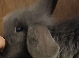 2 boy rabbits